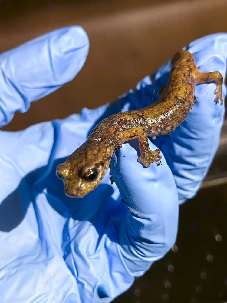 European cave salamander