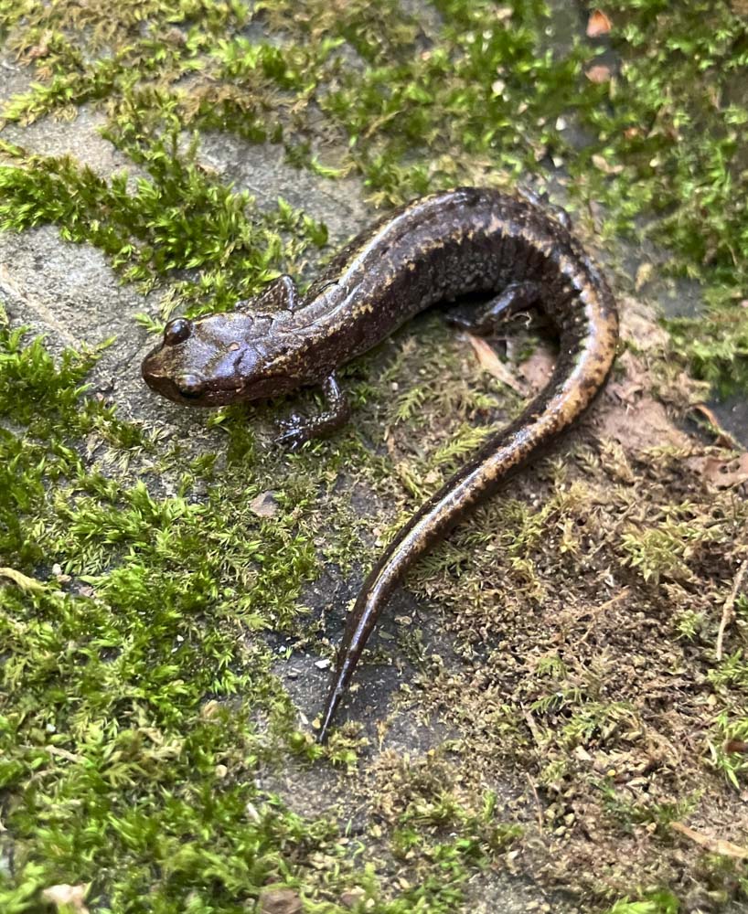 Korean crevis salamander