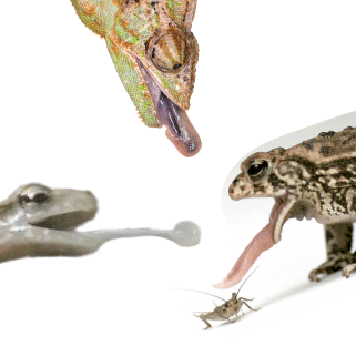 btongues.gif